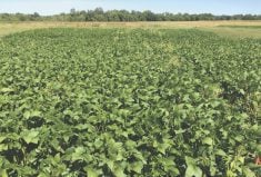 At the Carman tests, comparing the lowest N environment to the highest equated to around a 17 per cent yield loss.