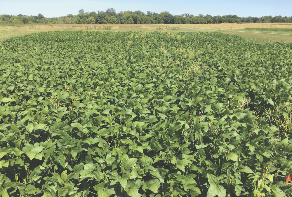 At the Carman tests, comparing the lowest N environment to the highest equated to around a 17 per cent yield loss.