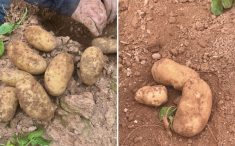 Envita plot trials exhibit the difference between potatoes treated with Envita (left) and the untreated checks (right).