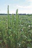 For IP and Roundup Ready soybeans, the message on Canada fleabane is simple: control it early.