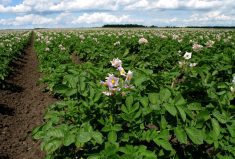 New fungicides for potato producers in 2023