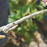 Growers in eastern Ontario and western Quebec are all too familiar with white mould in soybeans.