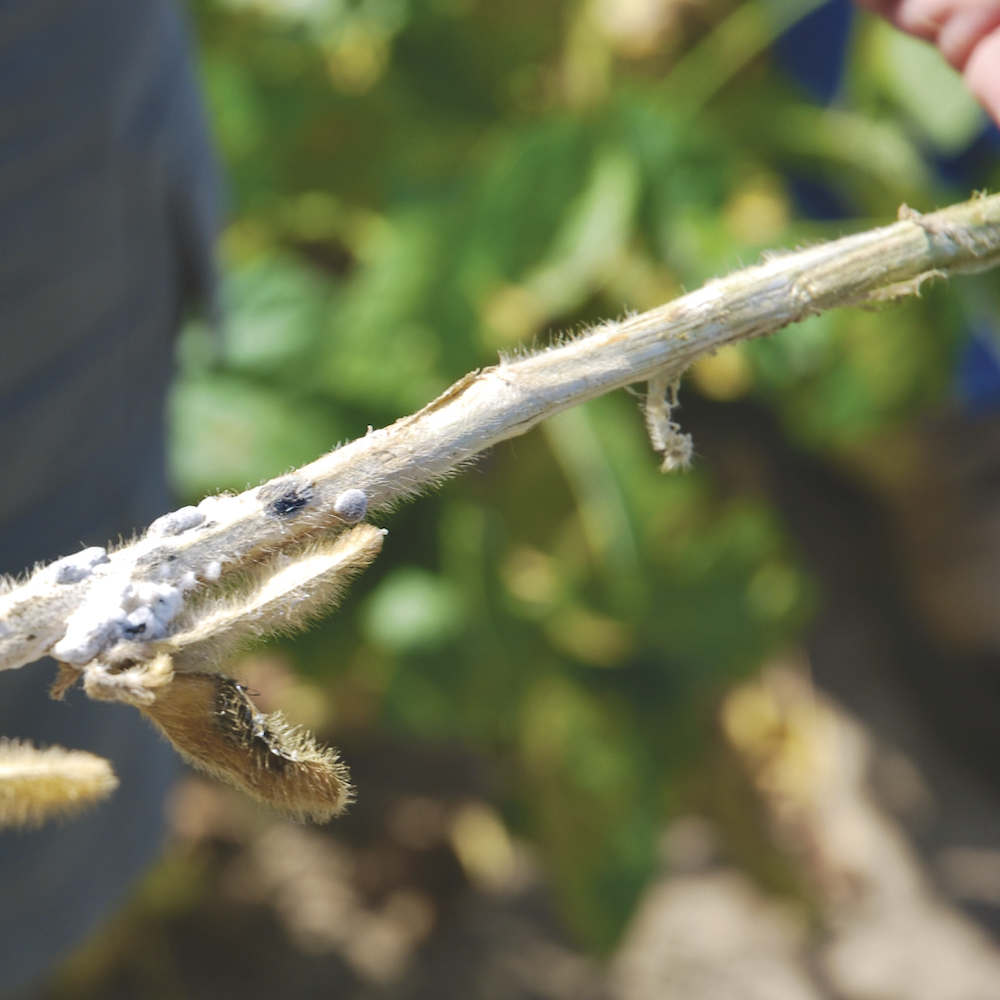 Growers in eastern Ontario and western Quebec are all too familiar with white mould in soybeans.