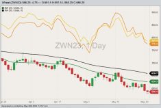 CBOT July 2023 soft red winter wheat with 20- and 50-day moving averages, MGEX July 2023 hard red spring wheat (yellow line) and K.C. July 2023 hard red winter wheat (orange line). (Barchart)
