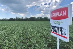 Croplan WinPaks are now available across Canada in the 2200 to 3375 CHU regions, with nine paired options for the eastern half of the country and four in the West.