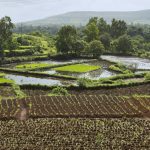 File photo of rice growing near Pune in Maharashtra, western India. (ePhotocorp/iStock/Getty Images)