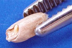 A sprouted wheat kernel, in which the sprout is visibly still within the contour of the germ, is classified as “regular sprouted.” (GrainsCanada.gc.ca)