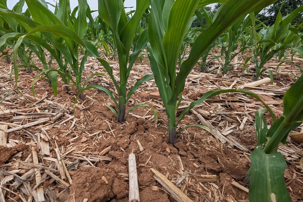 Soil cracks around corn plants below knee-high at Manchester Township, about 130 km west of Philadelphia in southern Pennsylvania, on June 6, 2023. (Photo: Paul Kuehnel/USA Today Network via Reuters)
