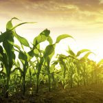 Development of more frost-resistant corn could provide resilience and stability for growers.