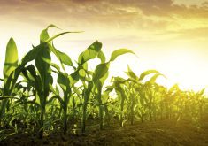 Development of more frost-resistant corn could provide resilience and stability for growers.