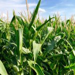 If you already have a precision planter for corn, it can work for other crops. Although it produces better, more even emergence, the yield benefit isn't always there, says Gurbir Dhillon, who has been conducting precision planting trials for several years.