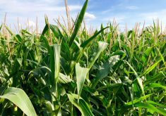 If you already have a precision planter for corn, it can work for other crops. Although it produces better, more even emergence, the yield benefit isn't always there, says Gurbir Dhillon, who has been conducting precision planting trials for several years.