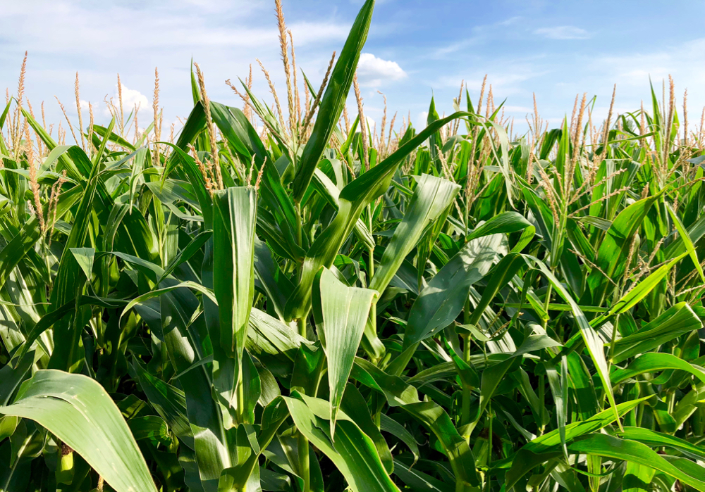 If you already have a precision planter for corn, it can work for other crops. Although it produces better, more even emergence, the yield benefit isn't always there, says Gurbir Dhillon, who has been conducting precision planting trials for several years.