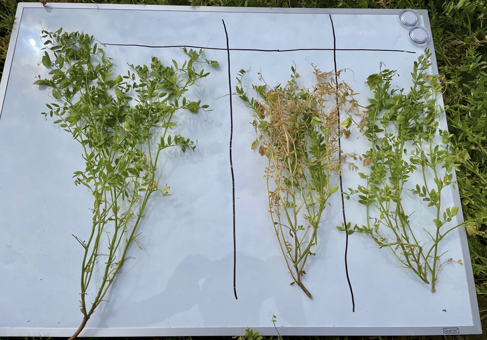Trial results showing Zetigo PRM with the Adavelt active applied to lentils (left) compared with an untreated check (middle) and lentils treated with another fungicide product (right).