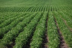File photo of a potato field in Alberta’s Lacombe County. (COrthner/iStock/Getty Images)