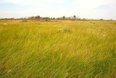 “What we’re trying to do here with these types of studies is to do some valuation of the grasslands.” – Marcos Cordeiro, University of Manitoba.