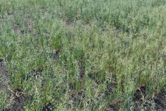 Crop conditions in parts of western Saskatchewan have already dropped into crop insurance range, Burce Burnett says. (WeatherFarm video screengrab)
