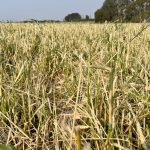 Hail-damaged cereals in one of Eric McLean’s fields in Westman.