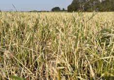 Hail-damaged cereals in one of Eric McLean’s fields in Westman.