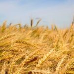 Mature winter wheat. (Allan Dawson photo)