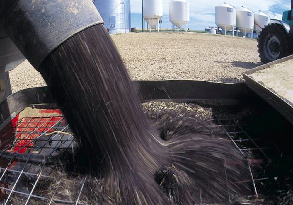 ICE canola weekly outlook: Prices trending down ahead of harvest