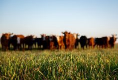The beef and dairy wellbeing studies will explore factors related to producer mental health.