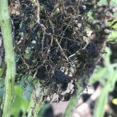 Soybean cyst nematode is the more familiar species affecting agricultural production.