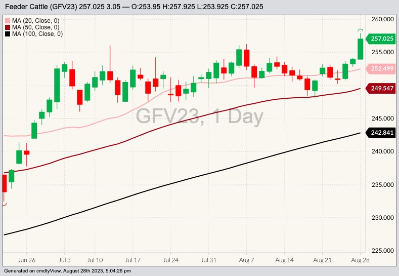CME October 2023 feeder cattle with 20-, 50- and 100-day moving averages. (Barchart)
