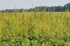 File photo of palmer amaranth — the taller yellowish plants — infesting a U.S. cotton field. (Photo courtesy ARS/USDA)