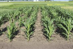 Corn performed well at the Resilient Rotations test site in Carman, Man., in 2020. The crop’s excellent performance was a key driver of net returns in the Red River Valley region in Manitoba.