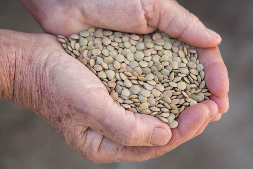 Green lentils. (Savany/iStock/Getty Images)