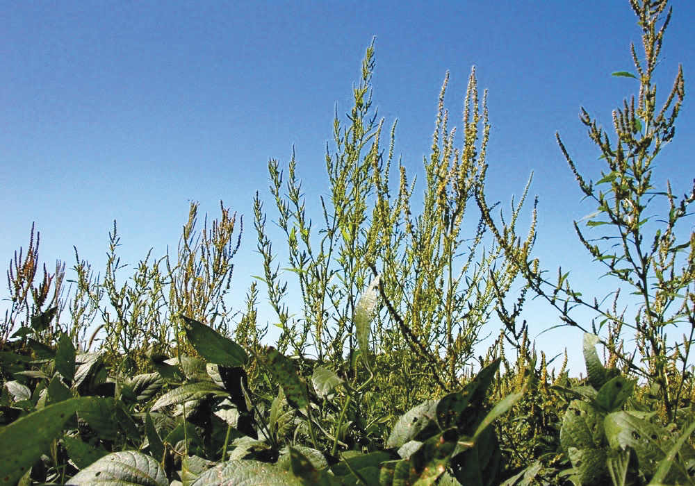 Waterhemp peeks out among soybeans.