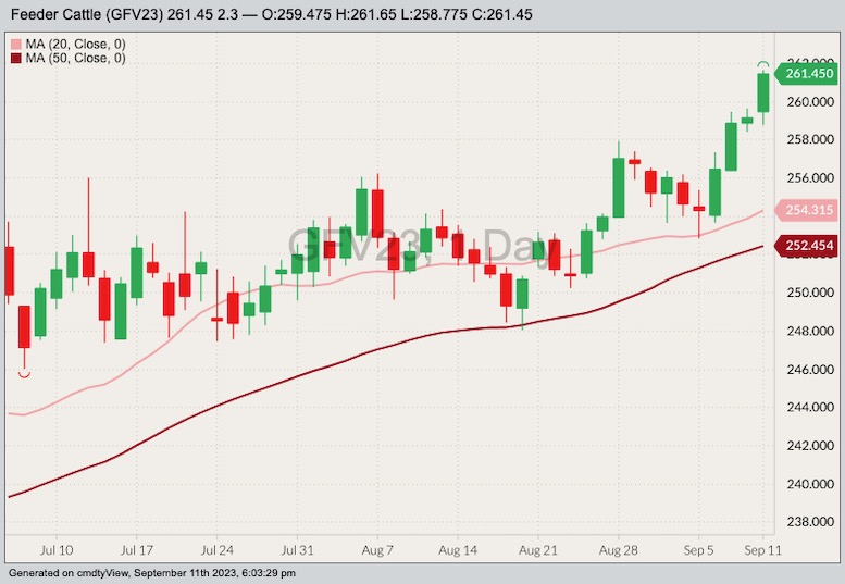 CME October 2023 feeder cattle with 20- and 50-day moving averages. (Barchart)
