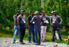 File photo of seasonal agriculture workers from Jamaica at Suncrest Orchards near Simcoe, Ont. (Farmtario photo by Diana Martin)