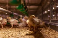 File photo of young birds on a Canadian broiler operation. (Elena Bionysheva-Abramova/iStock/Getty Images)
