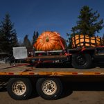 Two pumpkins arrive for a weigh-off on Oct. 7, 2023 at Smoky Lake, Alta., about 115 km northeast of Edmonton, as part of the 33rd annual Great White North Smoky Lake Pumpkin Festival. Don Crews of Lloydminster secured his champion title with a 2,037.5-lb. pumpkin. (Photo: Artur Widak/NurPhoto via Reuters)