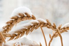 File photo of wheat under snow. (Ssvyat/iStock/Getty Images)
