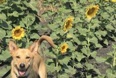 Toby checks out a southern Manitoba sunflower field in this file photo. (Glen Hallick photo)