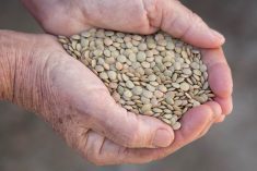 Green lentils. (Savany/iStock/Getty Images)