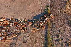 A file photo of cattle mustering in Australia’s Outback. (Hypedesk/iStock/Getty Images)