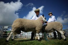 Woodchurch High School pupils Megan Pitt and Corey Gibson, 13, prepare their sheep for judging as they compete in the Young Handlers class at the Westmorland County Show near Kendal, Britain, September 14, 2023. Photo: Phil Noble/Reuters
