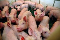 China’s demand for U.S. pork so far has been disappointing, analysts say.
 Photo: Thinkstock