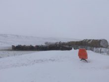 Cattle use round bales as a wind break. (NDSU photo)