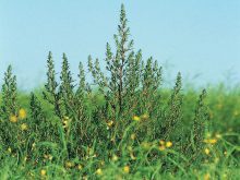 Kochia in a canola field.  Photo: File