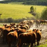 Photo: Canada Beef Inc.