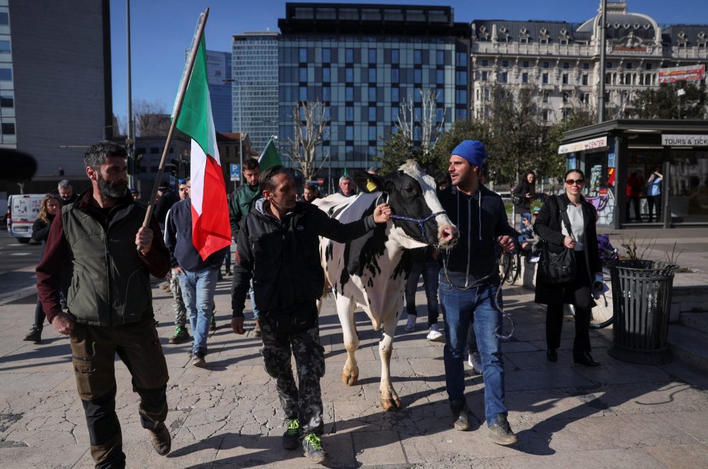 Protesters lead a cow on a street in downtown Milan as people protest against European agricultural policies, next to the Regional Council of Lombardy in Milan, Italy February 5, 2024. REUTERS/Claudia Greco
