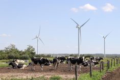 Dairy cattle graze beneath windmills on a Danish dairy farm in 2022. Photo: Geralyn Wichers
