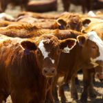 (Photo courtesy Canada Beef Inc.)