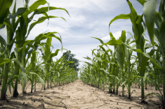 Maize is one major world crop affected by abiotic stresses including extreme heat and drought exacerbated by climate change (CABI Review)