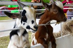 File photo of goats on display at the Hanover Agricultural Fair in Grunthal, Man. in August 2019. (Dave Bedard photo)
